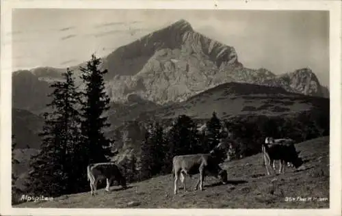 Ak Garmisch Partenkirchen in Oberbayern, Panorama, Alpspitze, Kühe