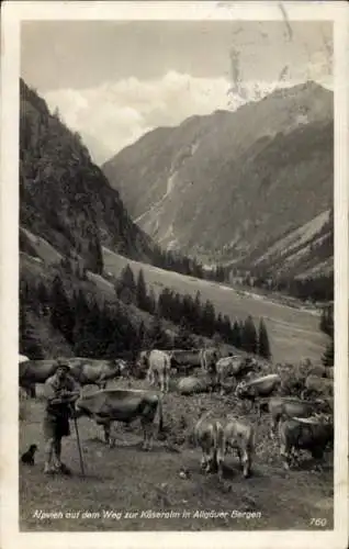 Ak Samerberg in Oberbayern, Alpvieh auf dem Weg zur Käseralm in Allgäuer Bergen