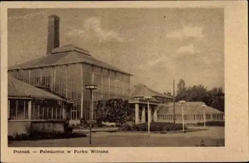 Ak Poznań Posen, Palmiarnia w Parku Wilsona, Palmenhaus