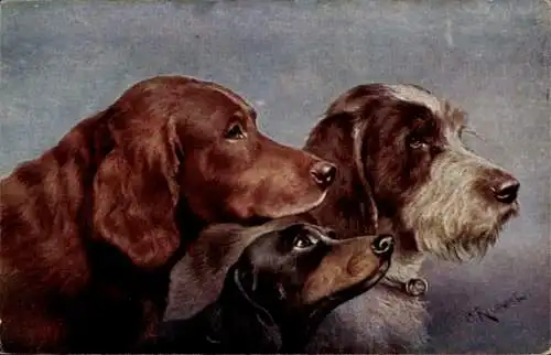 Künstler Ak Reichert, C., Irish Setter, Dachsund, Griffon
