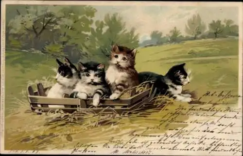 Künstler Litho Vier Kätzchen, Kiste, Wiese