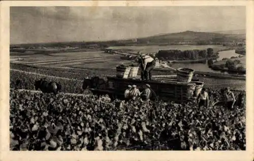 Ak Épernay Marne, Champagne Moet et Chandon, Scene de vendange a Hautvillers, Weinernte