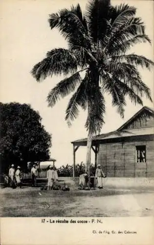 Ak Madagaskar, La recolte des cocos