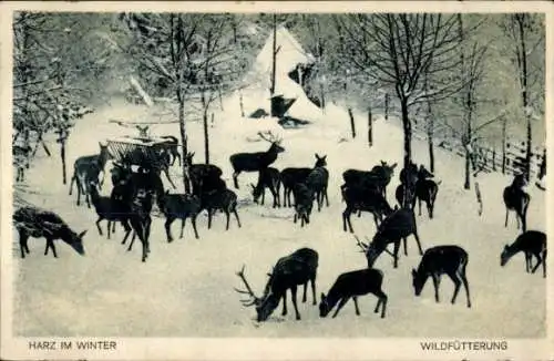 Ak Harz, Wildfütterung, Wild, Winter