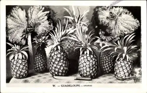 Ak Guadeloupe, Ananas