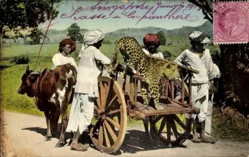 Ak Indien, Jagender Gepard, Gepard