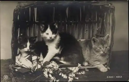 Ak Katzenportrait, Kleine Katzen im Korb, Blumen, RPH Serie 600 5953