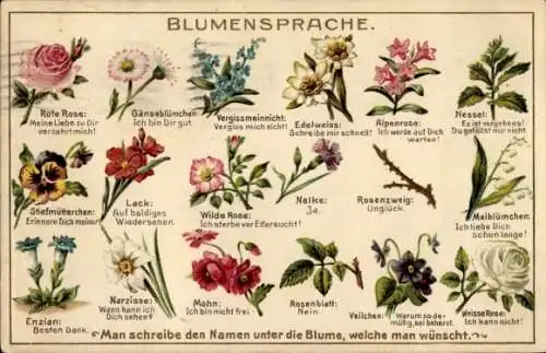 Ak Blumensprache, Rote Rose, Gänseblümchen, Vergissmeinnicht, Edelweiß, Nessel, Nelke, Mohn