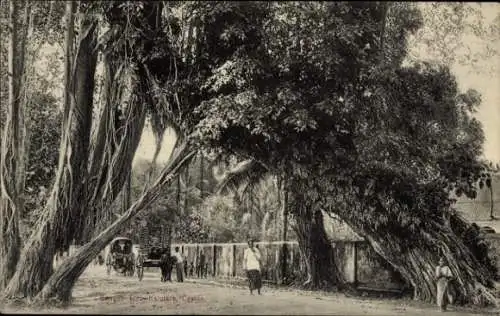 Ak Kalutara Sri Lanka, Banyanbaum