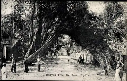 Ak Kalutara Ceylon, Banyan Tree, Leute beim Banyan Baum