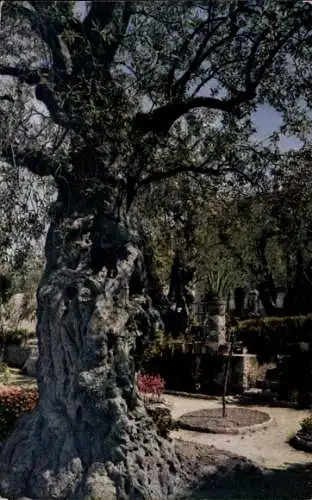 Ak Jerusalem Israel, Gethsemane, Ortschaft am Ölberg, Baum