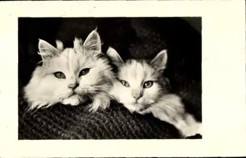 Ak Zwei Katzen, Tierporträt, Hauskatzen