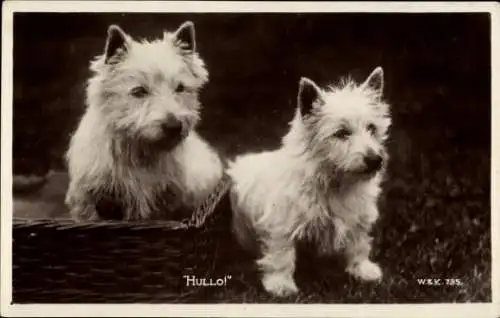 Ak Zwei weiße Terrier, Tierporträt