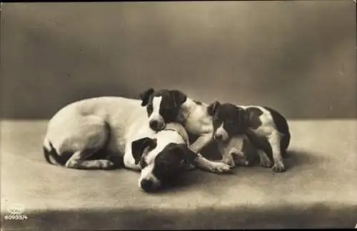 Ak Drei Hunde, Welpen, Tierporträt