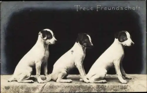 Ak Treue Freundschaft, Drei junge Hunde