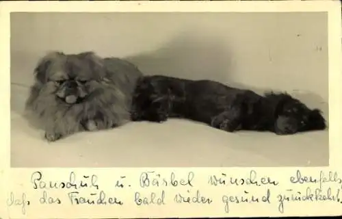 Foto Ak Zwei Hunde, Tierporträt