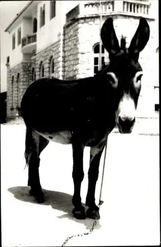 Foto Ak Esel, Tierporträt, Kette