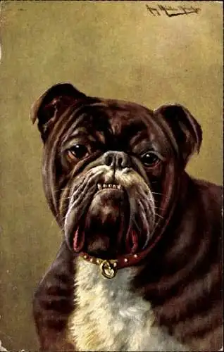 Künstler Ak Müller, August, Hundeportrait, Bulldogge mit Halsband