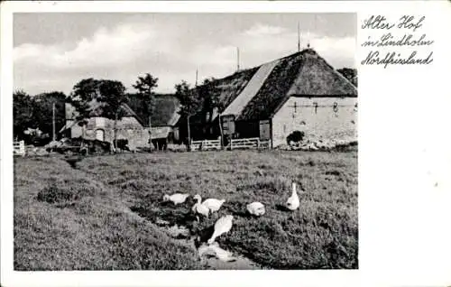 Ak Lindholm in Nordfriesland, alter Hof, Gänse