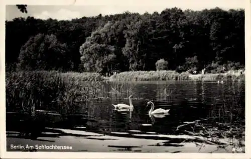 Ak Berlin Zehlendorf, Schlachtensee, Schwäne