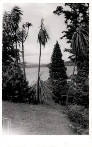 Foto Ak Insel Mainau im Bodensee, Palmen
