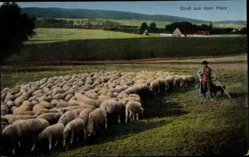 Ak Schäfer mit Schafherde im Harz, Schäferhund