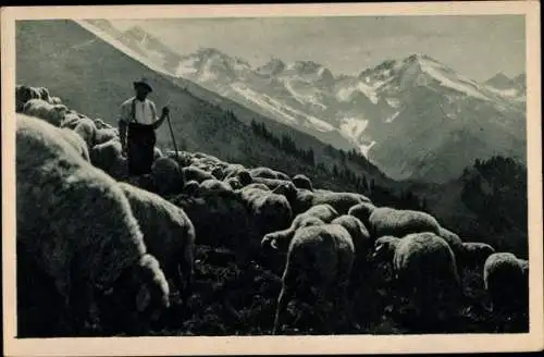 Ak Alpenschafe in den Oberstdorfer Bergen, Schäfer