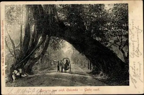 Ak Kalutara Ceylon, Banyan Tree, Galle road