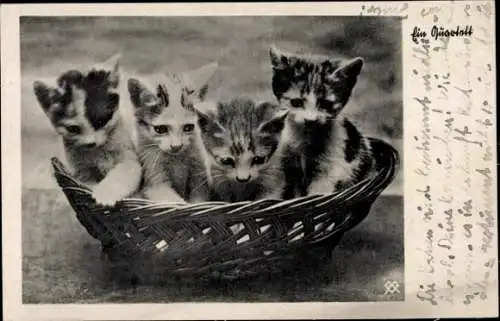 Ak Vier junge Katzen im Korb