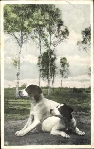 Ak Zwei braun-weiße Hunde, Birken