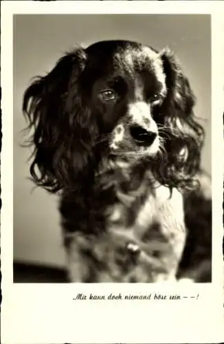 Ak Hund, Tierporträt, Mir kann doch niemand böse sein...
