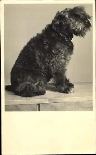 Foto Ak Terrier mit Halsband, Tierporträt
