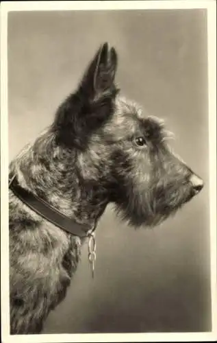 Foto Ak Portrait eines Terriers, Hundeschnauze, Halsband, Spitze Ohren