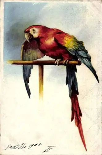 Ak Bunter Papagei, Ara