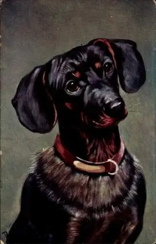 Künstler Ak Dackel, Hundeportrait, Halsband
