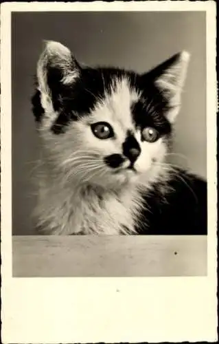 Ak Junge Katze, Kätzchen, Tierporträt