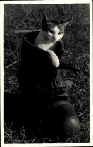 Foto Ak Katze im Schuh, Tierporträt