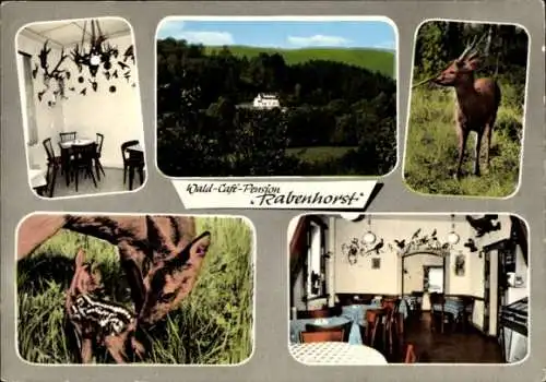 Ak Bad Soden Salmünster in Hessen, Wald-Café Rabenhorst, Rotwild, Gastraum