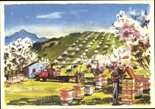 Künstler Ak Bienenzucht in aller Welt, Kalifornische Biene in der Obstblüte, Imker