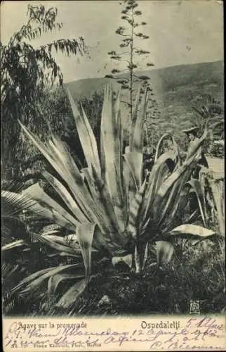 Ak Ospedaletti Ligurien, Agave an der Promenade