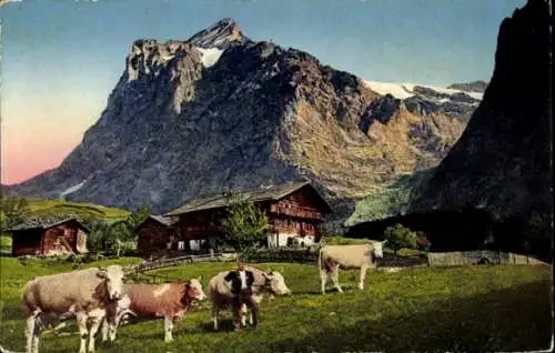 Ak Kanton Bern, Berner Oberland, Wetterhorn, Alpenmotiv, Alm, Kühe