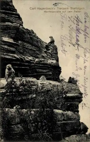 Ak Hamburg Eimsbüttel Stellingen, Carl Hagenbecks Tierpark, Mantelpaviane auf dem Felsen