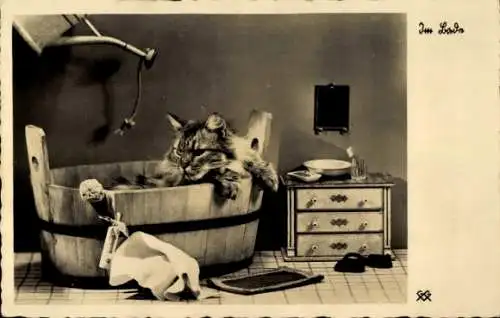 Ak Im Bade, Katze im Waschzuber