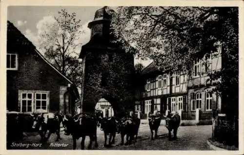 Ak Stolberg Südharz, Rittertor, Viehtrieb durch den Ort, Rinder