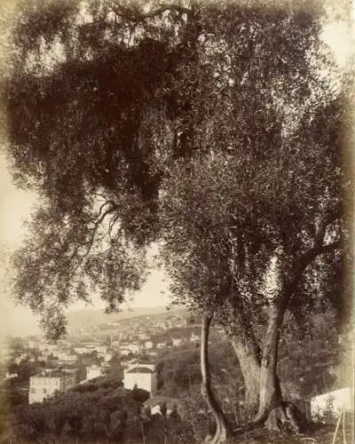 Original Fotografie San Remo, Italien, Riviera di Ponente, 1894