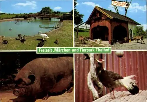 Ak Steinau an der Straße Hessen, Freizeit-, Märchen- und Tierpark Thalhof, Schwein, Ziegen