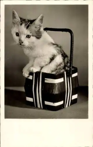Ak Kleine Katze in einem Korb