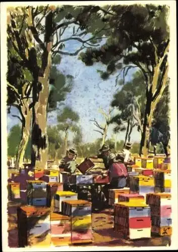 Künstler Ak Bienenzucht in aller Welt, Wanderbienenzucht in Australien, Eukalyptusbäume