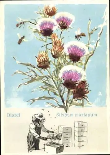 Künstler Ak Bienenzucht in aller Welt, Argentinien, Imker, Pampas-Distel