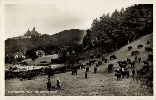 Ak Wernigerode im Harz, Am großen Bleck, Kühe